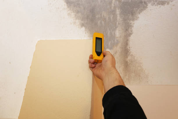 Environmental Consulting for Mold Prevention in Riverbank, CA
