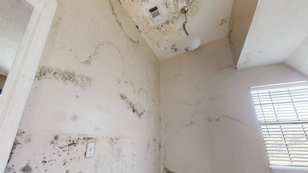 Best Post-Construction Mold Inspection  in Riverbank, CA