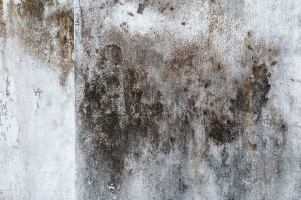 Best Industrial Mold Remediation  in Riverbank, CA
